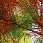 La banda marrón en el pino radiata en Galicia