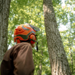 Sitios web más destacados del sector forestal y medioambiental